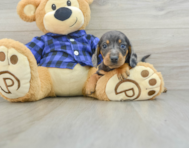 8 week old Dachshund Puppy For Sale - Puppy Love PR