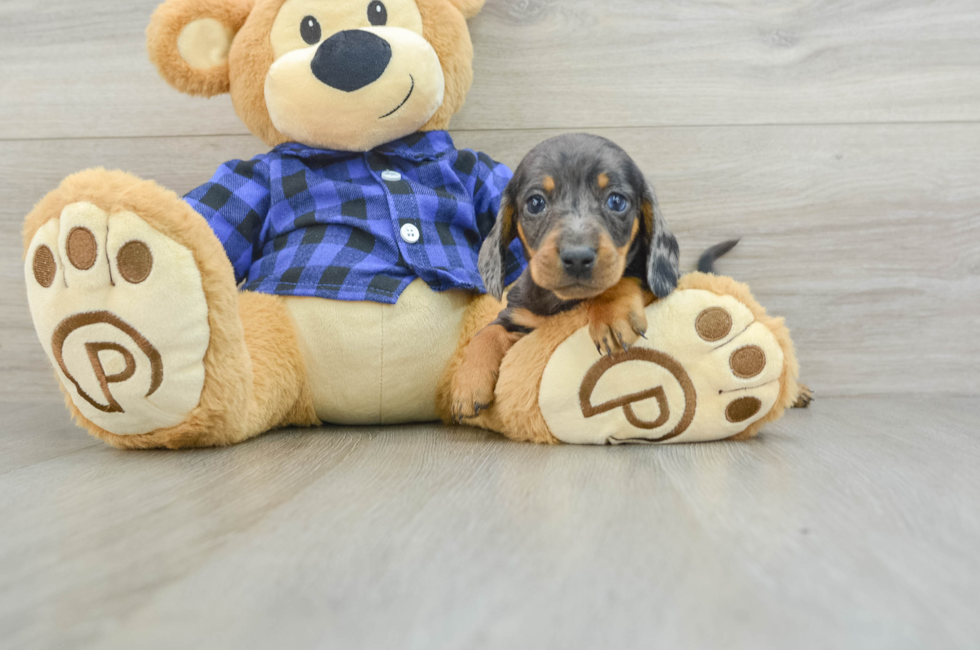 7 week old Dachshund Puppy For Sale - Puppy Love PR