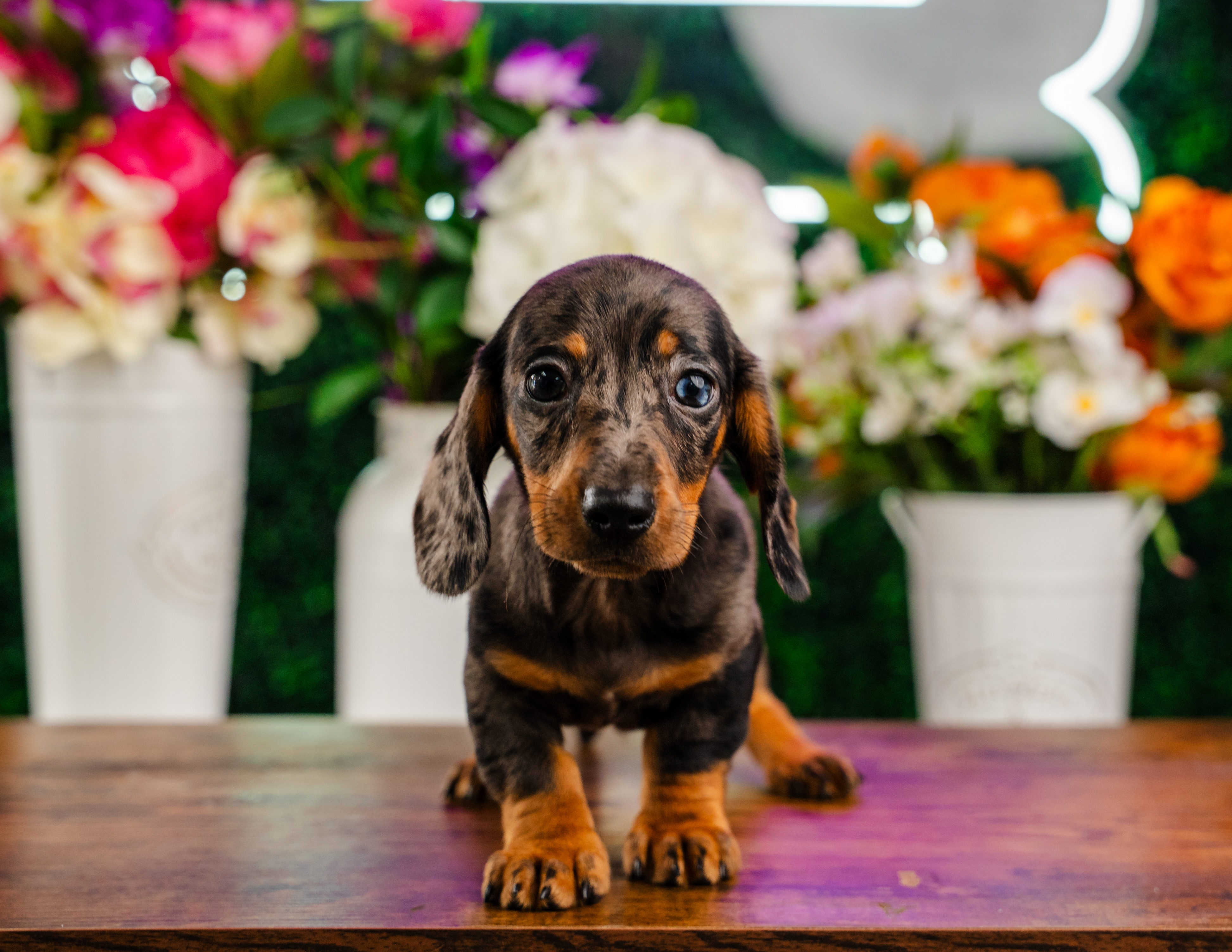 Cute Dachshund Purebred Pup