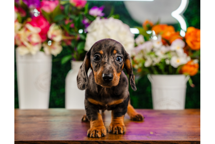Cute Dachshund Purebred Pup