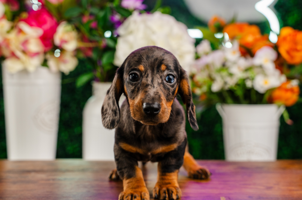 10 week old Dachshund Puppy For Sale - Puppy Love PR