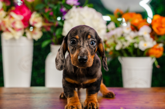 Cute Dachshund Purebred Pup