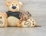 6 week old Dachshund Puppy For Sale - Puppy Love PR