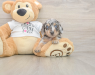 5 week old Dachshund Puppy For Sale - Puppy Love PR