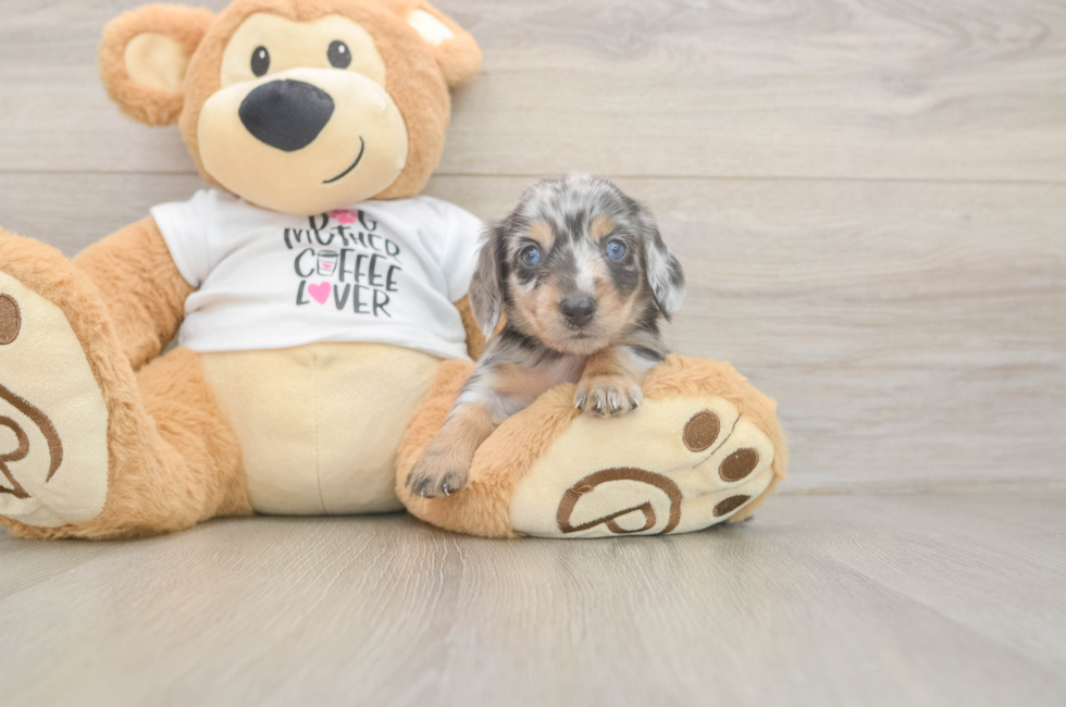 5 week old Dachshund Puppy For Sale - Puppy Love PR