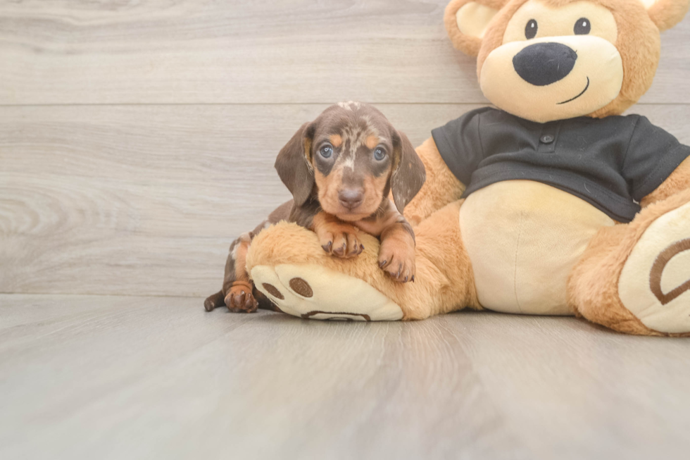 Meet Shimano - our Dachshund Puppy Photo  2/3 - Puppy Love PR Cute Dachshund Purebred Pup