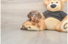 Meet Shimano - our Dachshund Puppy Photo  2/3 - Puppy Love PR Cute Dachshund Purebred Pup