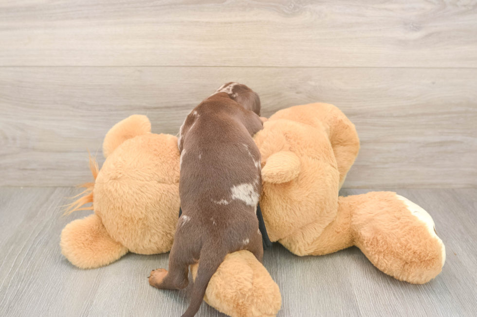 Meet Shimano - our Dachshund Puppy Photo  3/3 - Puppy Love PR Cute Doxie Purebred Puppy