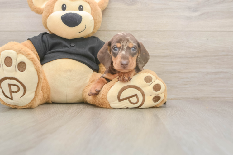 Dachshund Puppy for Adoption
