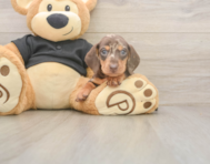 5 week old Dachshund Puppy For Sale - Puppy Love PR