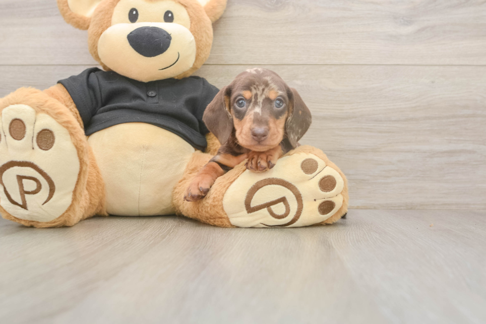 Meet Shimano - our Dachshund Puppy Photo  1/3 - Puppy Love PR Dachshund Puppy for Adoption