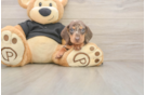 Meet Shimano - our Dachshund Puppy Photo  1/3 - Puppy Love PR Dachshund Puppy for Adoption