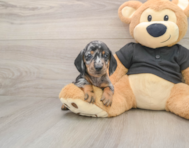 6 week old Dachshund Puppy For Sale - Puppy Love PR