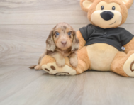 5 week old Dachshund Puppy For Sale - Puppy Love PR