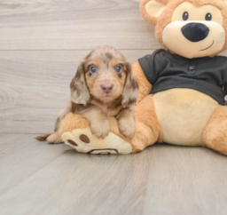 5 week old Dachshund Puppy For Sale - Puppy Love PR