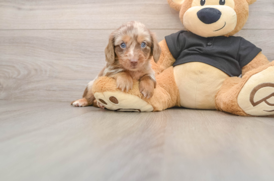 SHIMANO, compañero(a) de camada de Dachshund