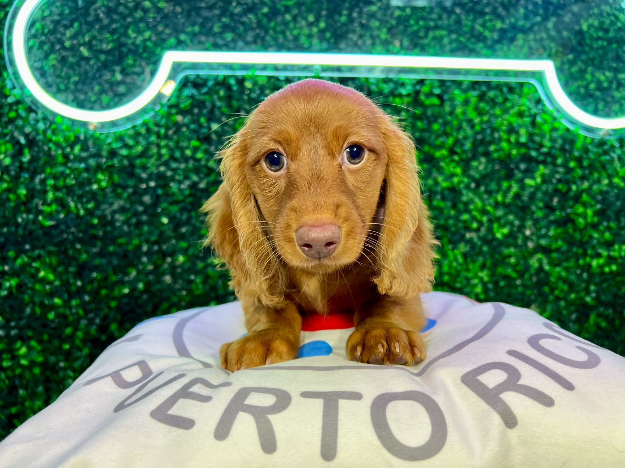 Dachshund Puppy for Adoption