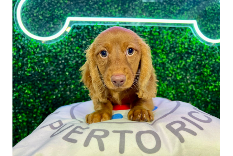 Meet Shirley - our Dachshund Puppy Photo 1/4 - Puppy Love PR Dachshund Puppy for Adoption