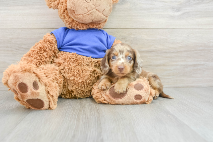 Meet Shirley - our Dachshund Puppy Photo 1/3 - Puppy Love PR Cute Doxie Purebred Puppy