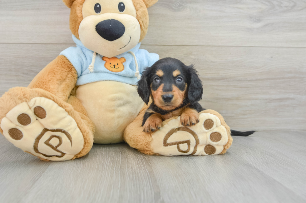 5 week old Dachshund Puppy For Sale - Puppy Love PR