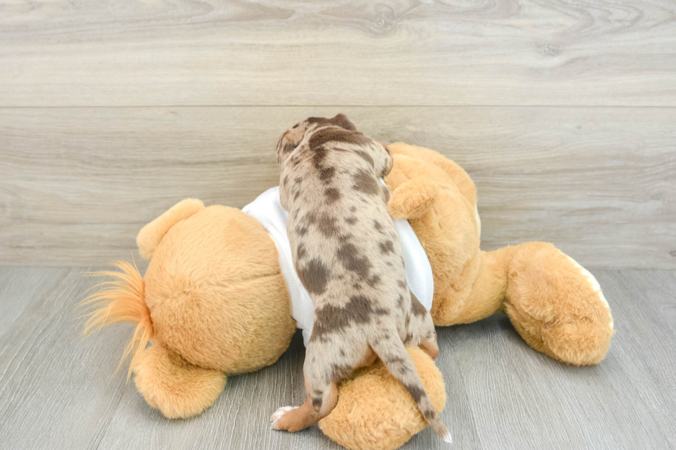 Cute Dachshund Purebred Pup