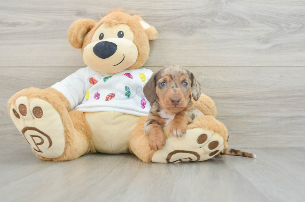 5 week old Dachshund Puppy For Sale - Puppy Love PR