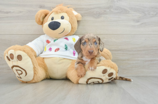 Dachshund Puppy for Adoption