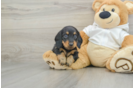 Cute Dachshund Baby