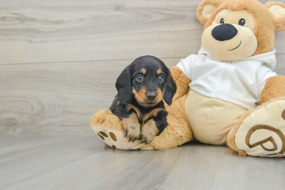 Cute Dachshund Baby