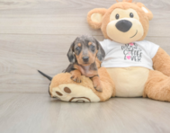 5 week old Dachshund Puppy For Sale - Puppy Love PR