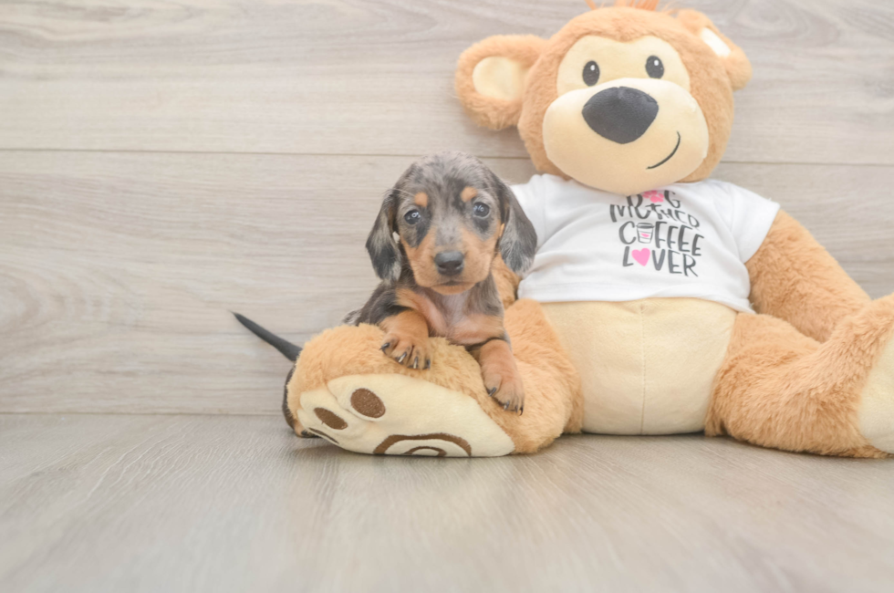 5 week old Dachshund Puppy For Sale - Puppy Love PR