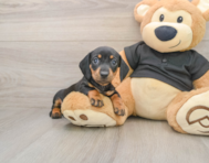 7 week old Dachshund Puppy For Sale - Puppy Love PR