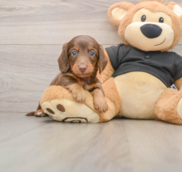 5 week old Dachshund Puppy For Sale - Puppy Love PR