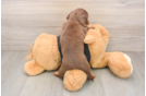 Dachshund Pup Being Cute