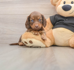 5 week old Dachshund Puppy For Sale - Puppy Love PR