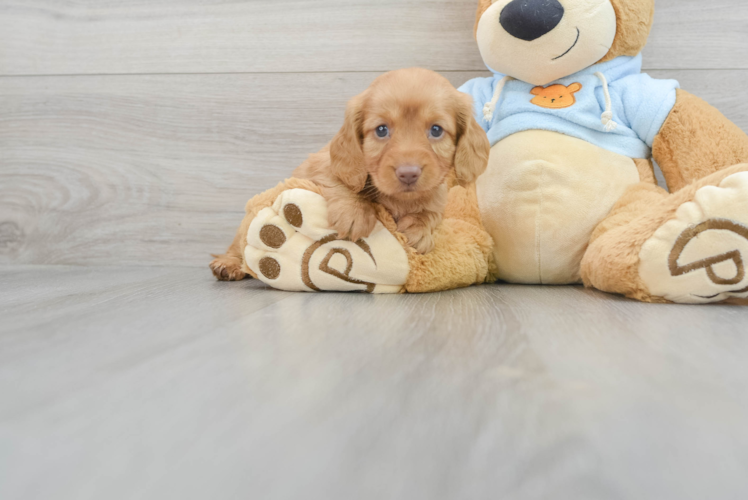 Meet Shortcake - our Dachshund Puppy Photo 1/3 - Puppy Love PR Best Dachshund Baby