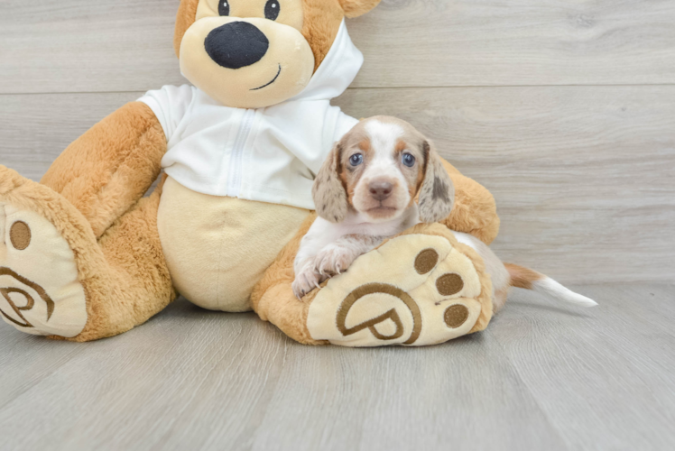 Meet Shortcake - our Dachshund Puppy Photo 1/3 - Puppy Love PR Dachshund Pup Being Cute