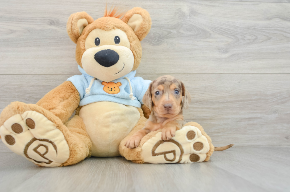 5 week old Dachshund Puppy For Sale - Puppy Love PR