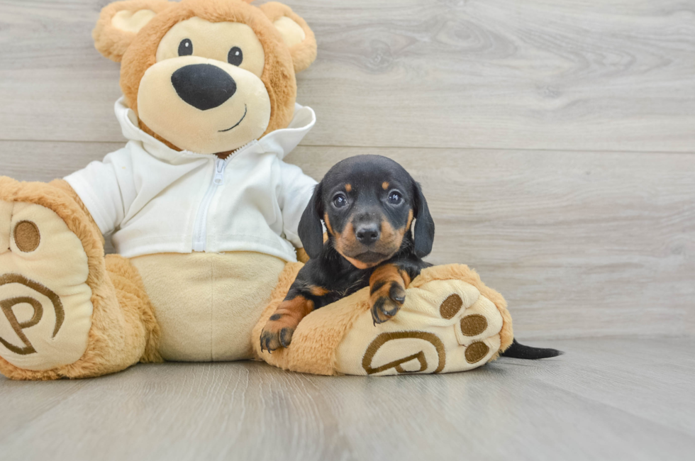 6 week old Dachshund Puppy For Sale - Puppy Love PR