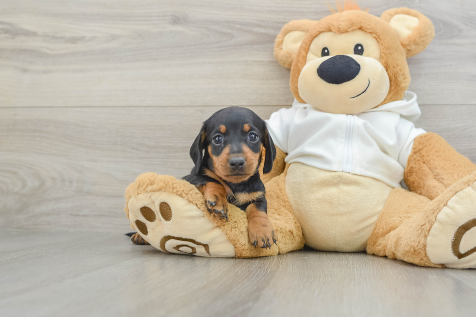 Cute Doxie Purebred Puppy