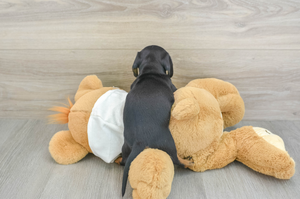 Cute Dachshund Purebred Pup