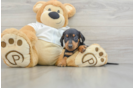 Cute Dachshund Purebred Pup