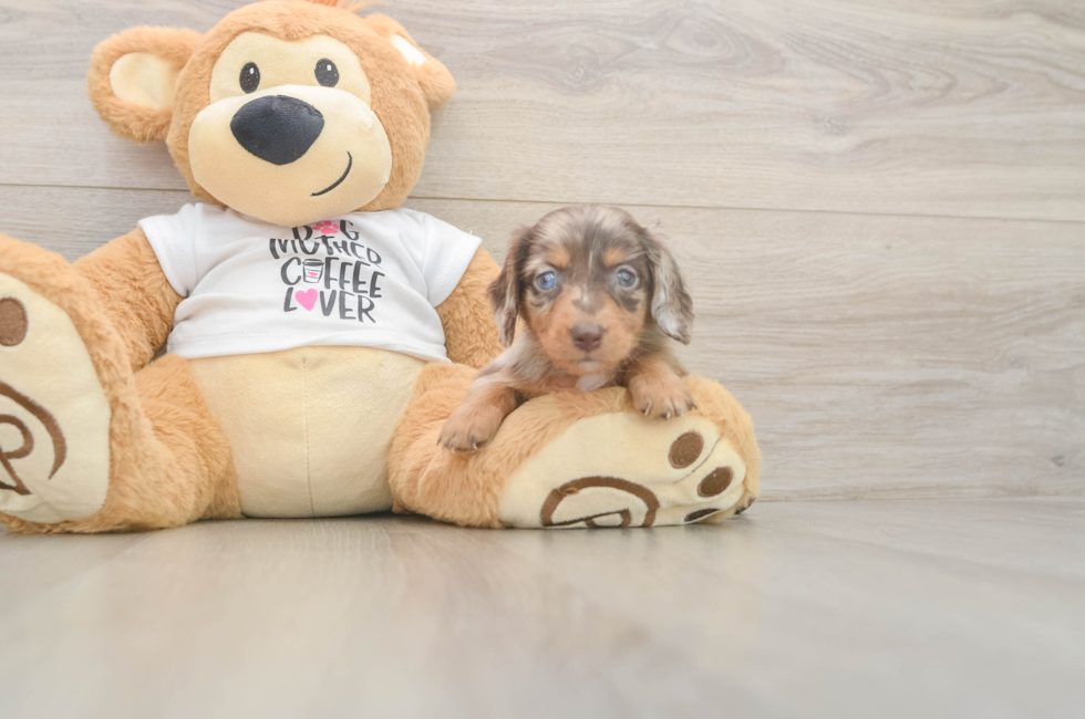 5 week old Dachshund Puppy For Sale - Puppy Love PR