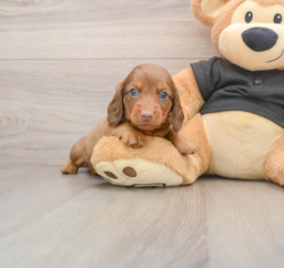 5 week old Dachshund Puppy For Sale - Puppy Love PR