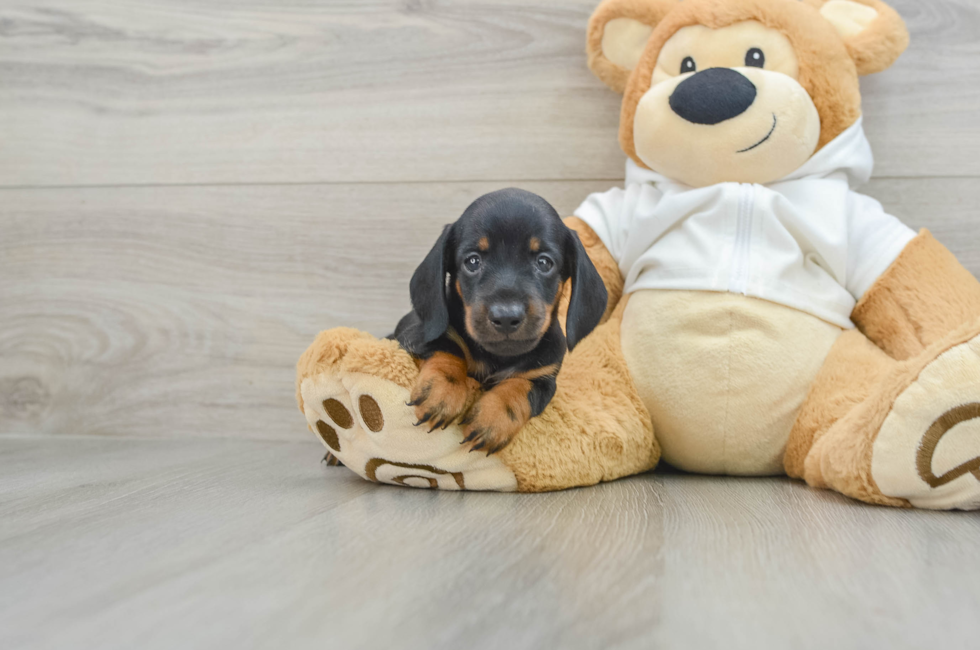 5 week old Dachshund Puppy For Sale - Puppy Love PR