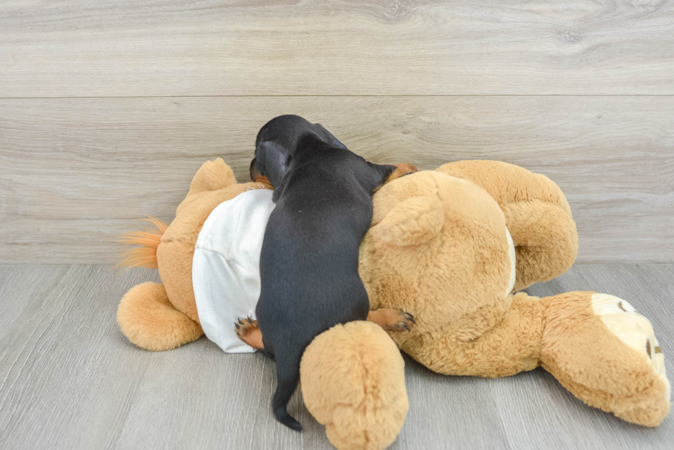 Cute Doxie Purebred Puppy