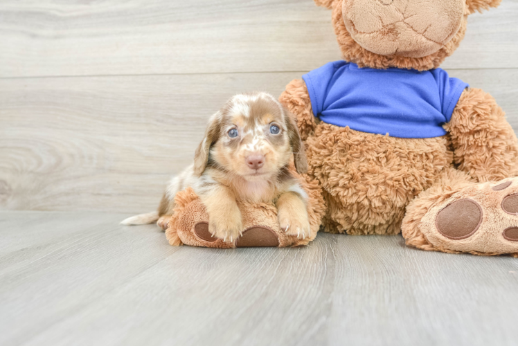 Meet Bruno - our Dachshund Puppy Photo 1/3 - Puppy Love PR Cute Doxie Purebred Puppy