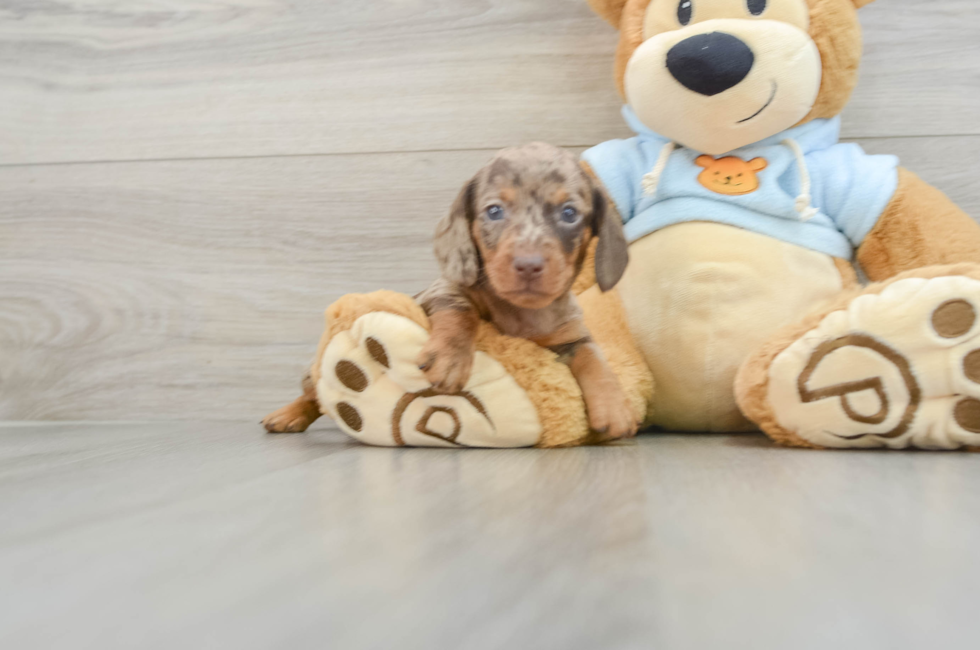 5 week old Dachshund Puppy For Sale - Puppy Love PR