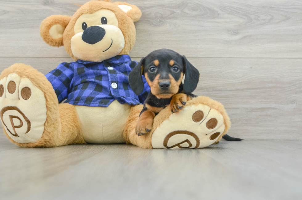 7 week old Dachshund Puppy For Sale - Puppy Love PR