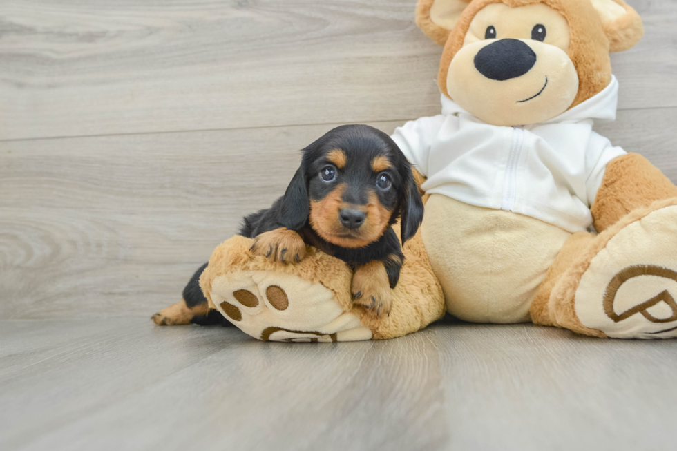 Cute Doxie Purebred Puppy